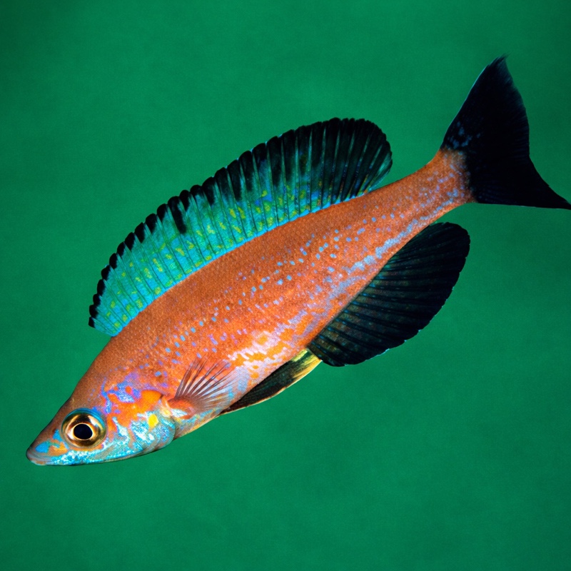 Cyprichromis microlepidotus 'Magara'